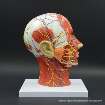 Attractive appearance model of brain anatomical model